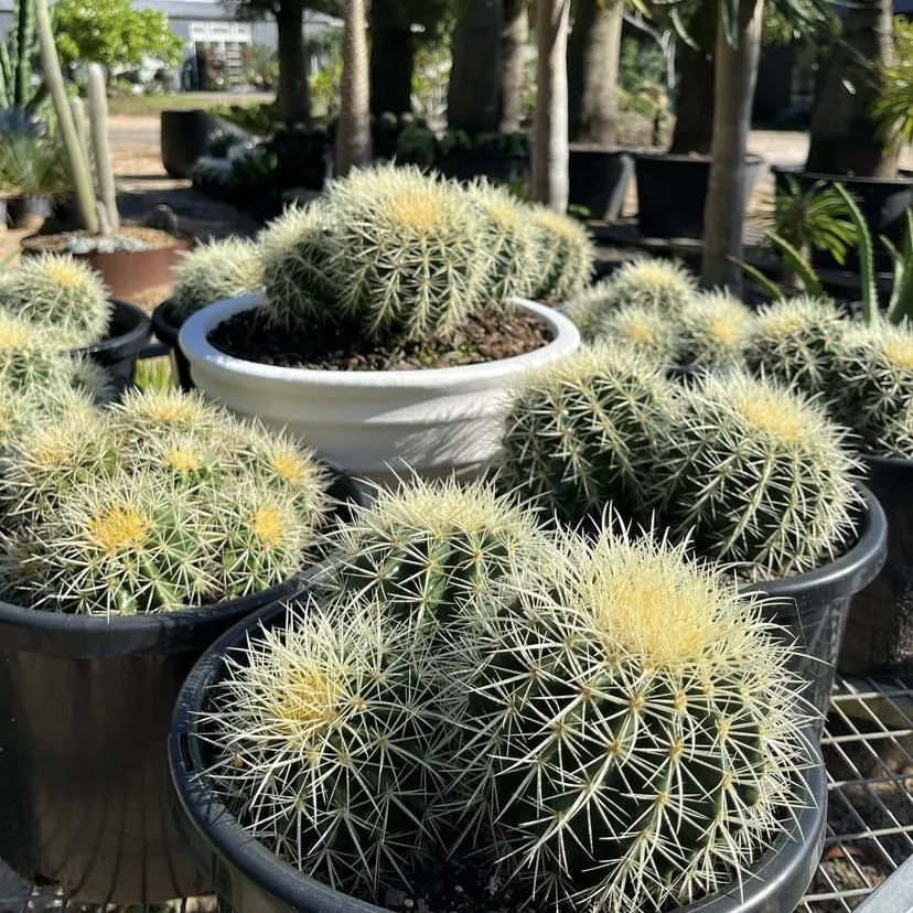 Echinocactus Grusonii